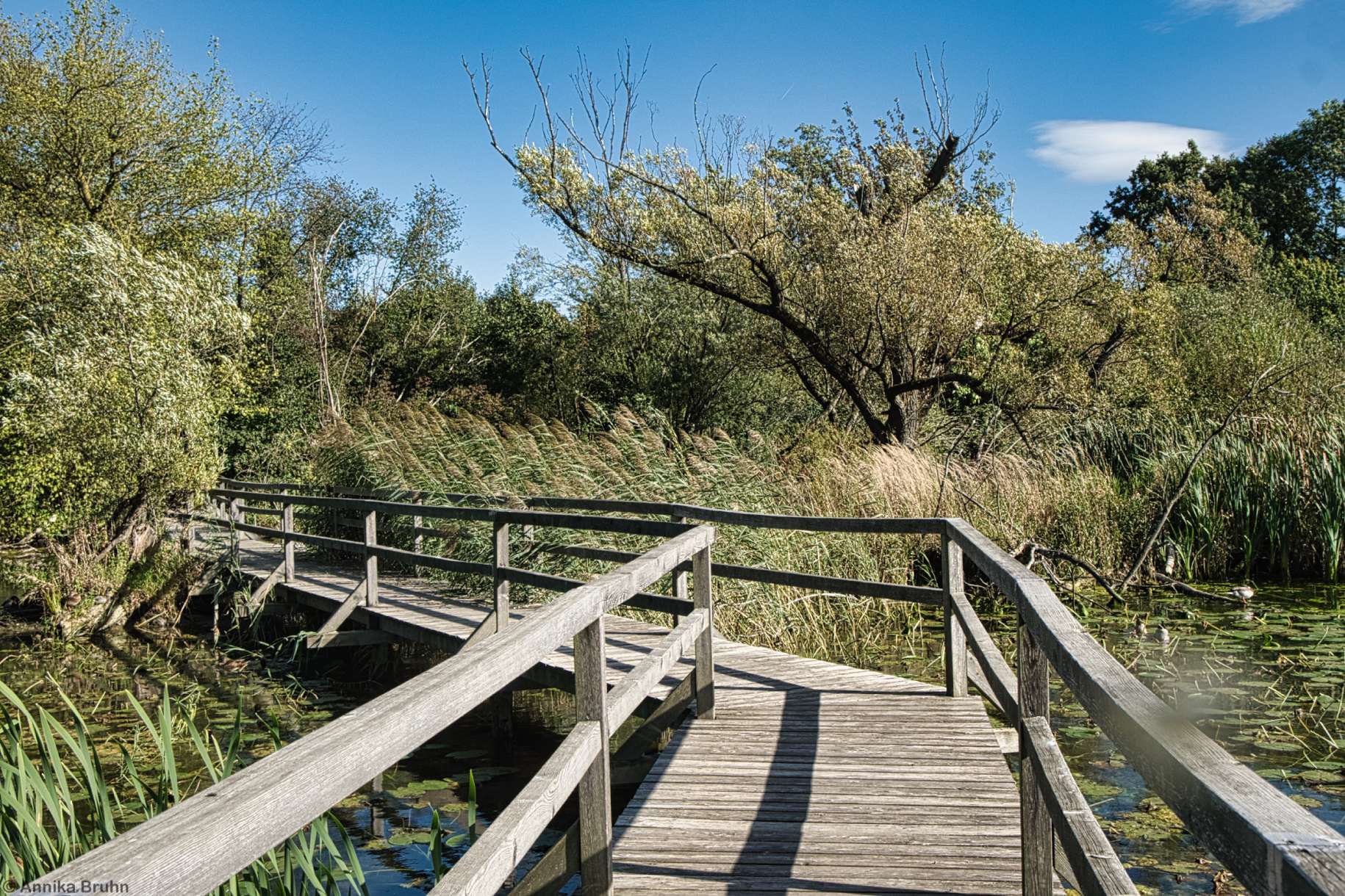 Holzstege durch Moorteich